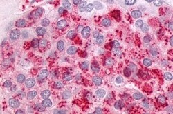 Invitrogen NTSR1 Polyclonal Antibody 50 &mu;g; Unconjugated:Antibodies,