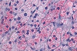 Invitrogen NTSR1 Polyclonal Antibody 50 &mu;g; Unconjugated:Antibodies,