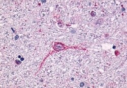 Invitrogen NTSR1 Polyclonal Antibody 50 &mu;g; Unconjugated:Antibodies,