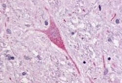 Invitrogen NTSR1 Polyclonal Antibody 50 &mu;g; Unconjugated:Antibodies,