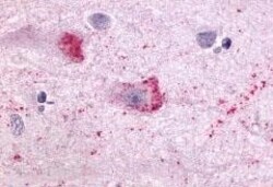 Invitrogen NTSR1 Polyclonal Antibody 50 &mu;g; Unconjugated:Antibodies,
