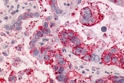 Invitrogen NTSR1 Polyclonal Antibody 50 &mu;g; Unconjugated:Antibodies,