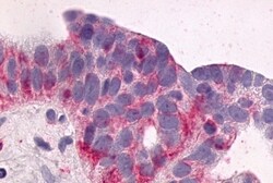 Invitrogen NTSR1 Polyclonal Antibody 50 &mu;g; Unconjugated:Antibodies,