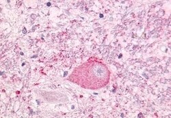 Invitrogen NTSR1 Polyclonal Antibody 50 &mu;g; Unconjugated:Antibodies,