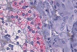 Invitrogen NTSR1 Polyclonal Antibody 50 &mu;g; Unconjugated:Antibodies,