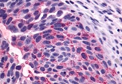 Invitrogen NTSR1 Polyclonal Antibody 50 &mu;g; Unconjugated:Antibodies,