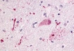Invitrogen NTSR1 Polyclonal Antibody 50 &mu;g; Unconjugated:Antibodies,