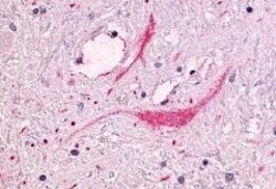 Invitrogen NTSR1 Polyclonal Antibody 50 &mu;g; Unconjugated:Antibodies,