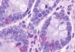 Invitrogen GPR120 Polyclonal Antibody 50 &mu;g; Unconjugated:Antibodies,