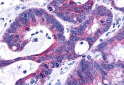 Invitrogen GPR120 Polyclonal Antibody 50 &mu;g; Unconjugated:Antibodies,