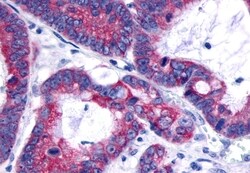 Invitrogen GPR120 Polyclonal Antibody 50 &mu;g; Unconjugated:Antibodies,