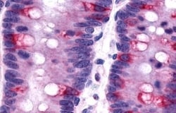 Invitrogen GPR120 Polyclonal Antibody 50 &mu;g; Unconjugated:Antibodies,