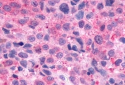 Invitrogen Opsin 3 Polyclonal Antibody 50 &mu;g; Unconjugated:Antibodies,