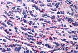 Invitrogen Opsin 3 Polyclonal Antibody 50 &mu;g; Unconjugated:Antibodies,