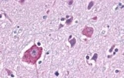 Invitrogen Opsin 3 Polyclonal Antibody 50 &mu;g; Unconjugated:Antibodies,