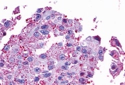 Invitrogen Opsin 5 Polyclonal Antibody 50 &mu;g; Unconjugated:Antibodies,