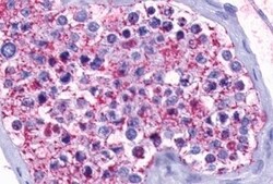 Invitrogen Opsin 5 Polyclonal Antibody 50 &mu;g; Unconjugated:Antibodies,