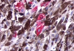 Invitrogen Opsin 5 Polyclonal Antibody 50 &mu;g; Unconjugated:Antibodies,