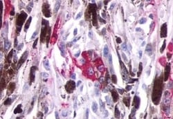 Invitrogen Opsin 5 Polyclonal Antibody 50 &mu;g; Unconjugated:Antibodies,