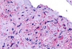 Invitrogen Opsin 5 Polyclonal Antibody 50 &mu;g; Unconjugated:Antibodies,