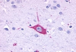 Invitrogen Opsin 5 Polyclonal Antibody 50 &mu;g; Unconjugated:Antibodies,