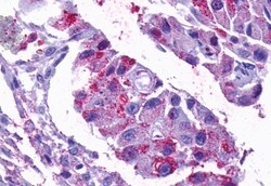 Invitrogen Opsin 5 Polyclonal Antibody 50 &mu;g; Unconjugated:Antibodies,