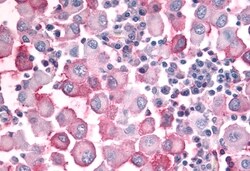Invitrogen OR10J5 Polyclonal Antibody 50 &mu;g; Unconjugated:Antibodies,