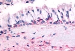 Invitrogen OR10J5 Polyclonal Antibody 50 &mu;g; Unconjugated:Antibodies,