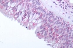 Invitrogen OR10J5 Polyclonal Antibody 50 &mu;g; Unconjugated:Antibodies,