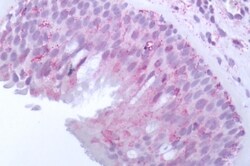 Invitrogen OR10J5 Polyclonal Antibody 50 &mu;g; Unconjugated:Antibodies,