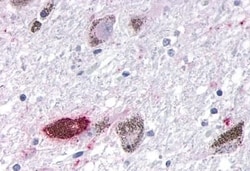 Invitrogen OR10R2 Polyclonal Antibody 50 &mu;g; Unconjugated:Antibodies,