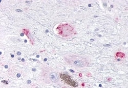 Invitrogen OR10R2 Polyclonal Antibody 50 &mu;g; Unconjugated:Antibodies,
