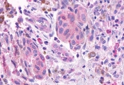 Invitrogen OR2A4 Polyclonal Antibody 50 &mu;g; Unconjugated:Antibodies,