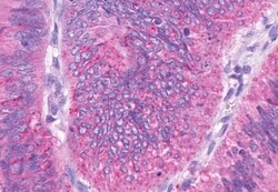 Invitrogen OR2A4 Polyclonal Antibody 50 &mu;g; Unconjugated:Antibodies,