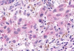 Invitrogen OR2A4 Polyclonal Antibody 50 &mu;g; Unconjugated:Antibodies,