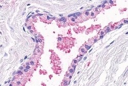 Invitrogen OR51E1 Polyclonal Antibody 50 &mu;g; Unconjugated:Antibodies,