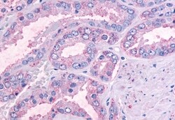 Invitrogen OR51E1 Polyclonal Antibody 50 &mu;g; Unconjugated:Antibodies,