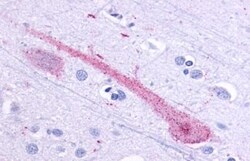 Invitrogen OR51E1 Polyclonal Antibody 50 &mu;g; Unconjugated:Antibodies,