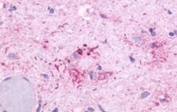 Invitrogen OR51E1 Polyclonal Antibody 50 &mu;g; Unconjugated:Antibodies,