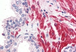 Invitrogen OR51E1 Polyclonal Antibody 50 &mu;g; Unconjugated:Antibodies,