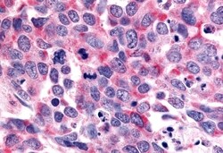 Invitrogen OR6K3 Polyclonal Antibody 50 &mu;g; Unconjugated:Antibodies,
