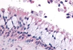 Invitrogen OR6K3 Polyclonal Antibody 50 &mu;g; Unconjugated:Antibodies,