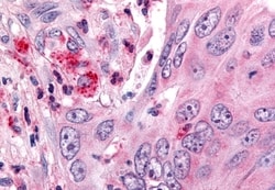 Invitrogen OR6K3 Polyclonal Antibody 50 &mu;g; Unconjugated:Antibodies,