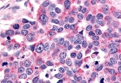 Invitrogen OR6K3 Polyclonal Antibody 50 &mu;g; Unconjugated:Antibodies,