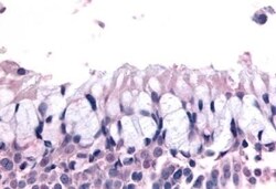 Invitrogen OR6K3 Polyclonal Antibody 50 &mu;g; Unconjugated:Antibodies,