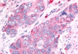 Invitrogen OR6K3 Polyclonal Antibody 50 &mu;g; Unconjugated:Antibodies,