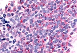 Invitrogen OR6K3 Polyclonal Antibody 50 &mu;g; Unconjugated:Antibodies,
