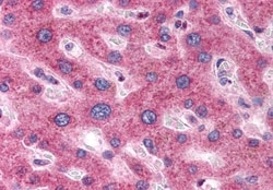 Invitrogen OSTC Polyclonal Antibody 50 &mu;g; Unconjugated:Antibodies,