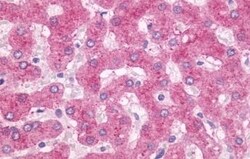 Invitrogen OXER1 Polyclonal Antibody 50 &mu;g | Buy Online | Invitrogen&trade; | Fisher Scientific