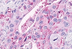 Invitrogen OXER1 Polyclonal Antibody 50 &mu;g | Buy Online | Invitrogen&trade; | Fisher Scientific